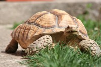 /album/sulcata/nedela-korytnacky-a-psi-003-jpg/